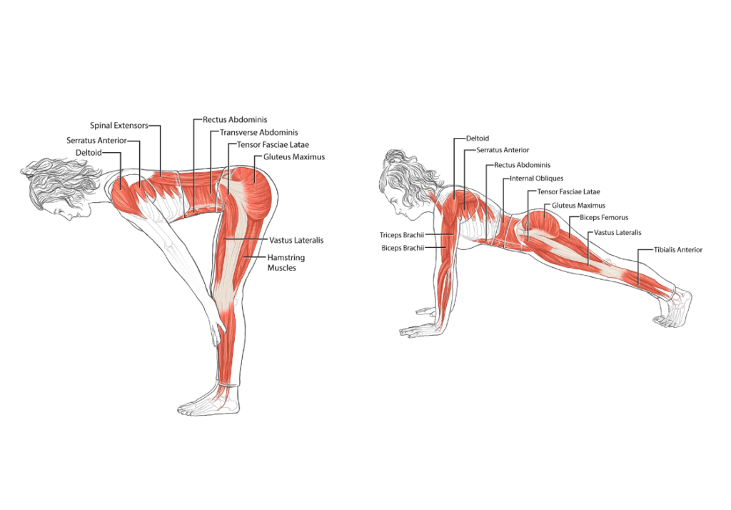 Musculature illustrations of a person performing different yoga poses by Evyn Caiazza.